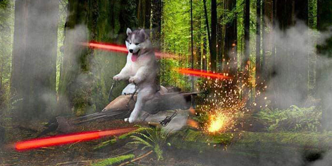 Trolean a husky por caer en cocotero