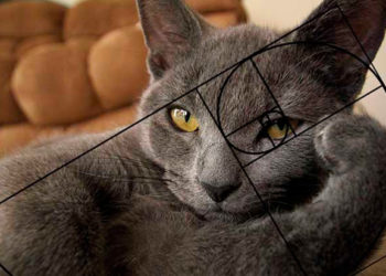 La serie de Fibonacci; proporción áurea, demuestra la perfección de los gatos