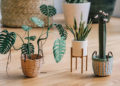 Increíbles esculturas miniatura de plantas en papel…