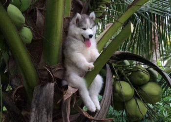 Husky se atora en un cocotero y no se salva del Photoshop