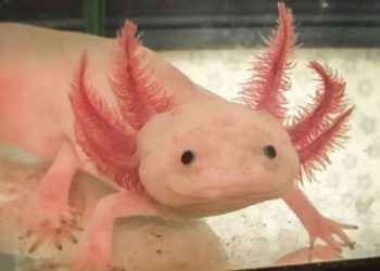 Nuevo billete de a 50 pesos