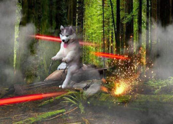 Trolean a husky por caer en cocotero