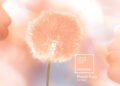 Pantone devela el color del año 2024: “Peach Fuzz”