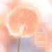 Pantone devela el color del año 2024: “Peach Fuzz”
